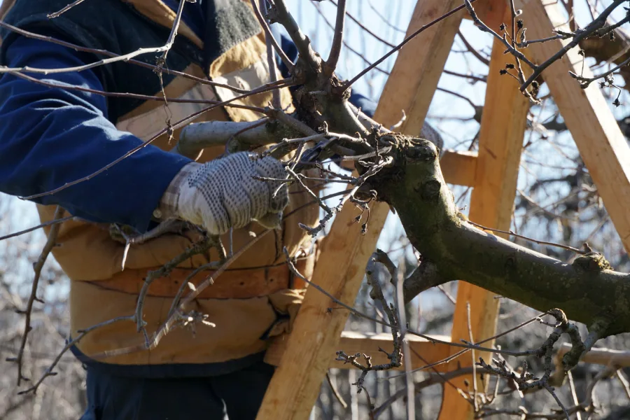 Affordable Tree Pruning Service in St Pauls, NC Affordable Tree Pruning Service in St Pauls, NC