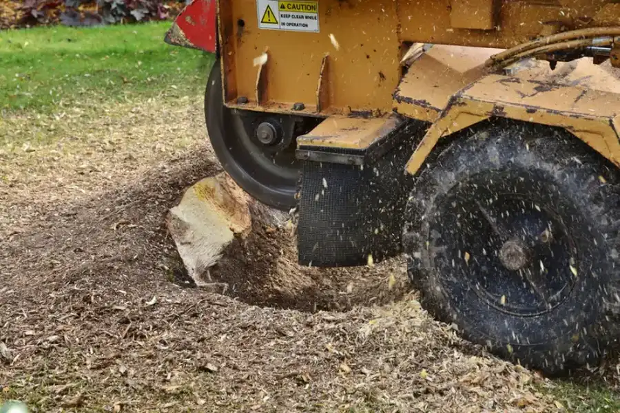 How Stump Grinding Helps Prevent Future Tree Growth in St Pauls, NC