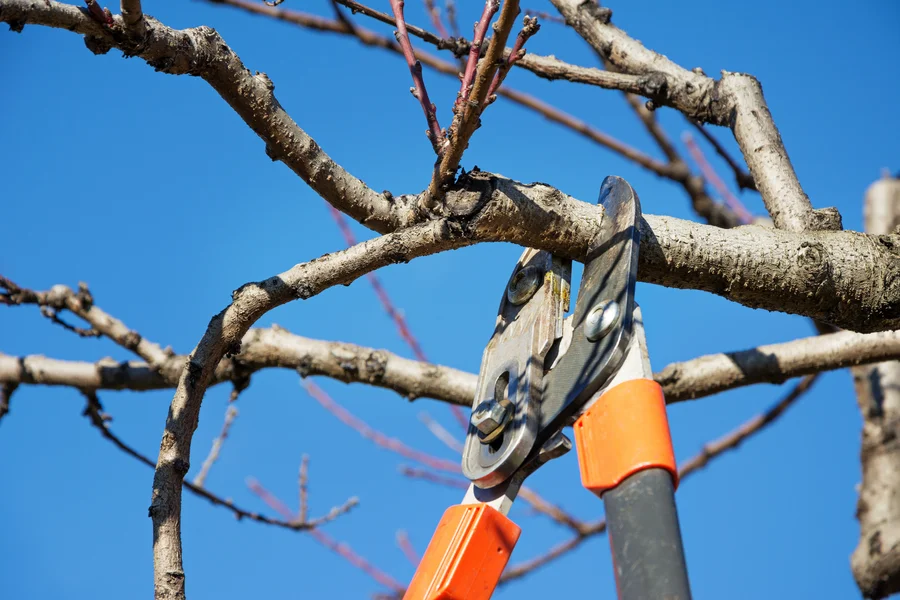 How Tree Pruning Service Improves Landscape Aesthetics in St Pauls, NC How Tree Pruning Service Improves Landscape Aesthetics in St Pauls, NC