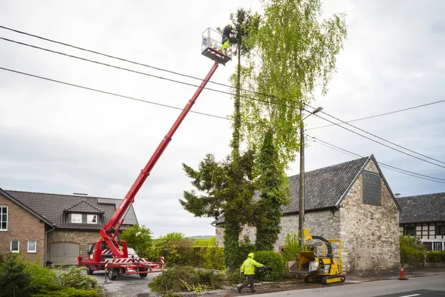 How Tree Trimming Enhances Curb Appeal in St Pauls, NC