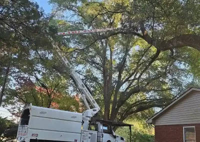 Tree Care