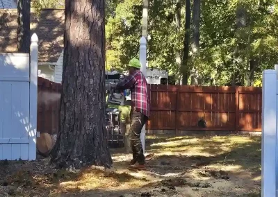 Tree Maintenance