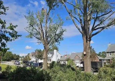 Tree Service