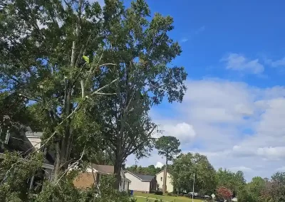 Tree Service