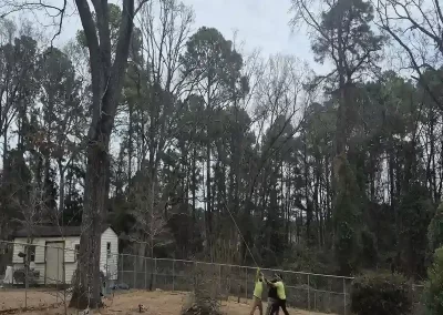 Tree Service