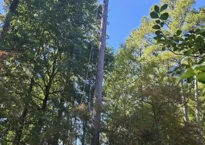 Tree Service