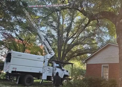 Tree Service