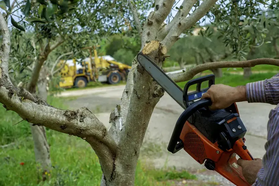 Tree Trimming Techniques That Protect Tree Structure in St Pauls, NC