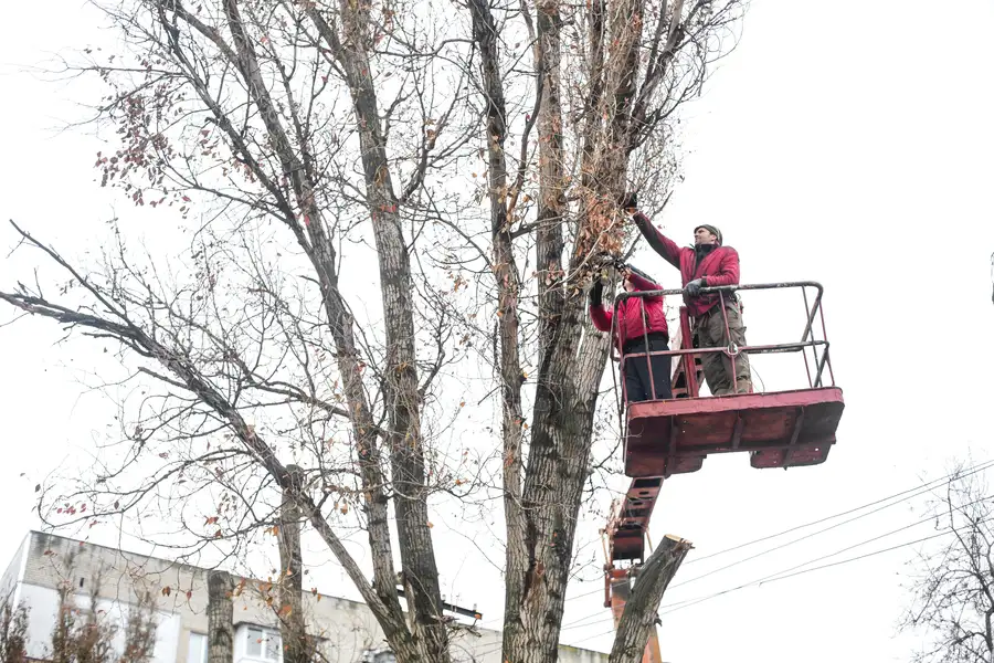 Tree Trimming Techniques That Protect Tree Structure in St Pauls, NC