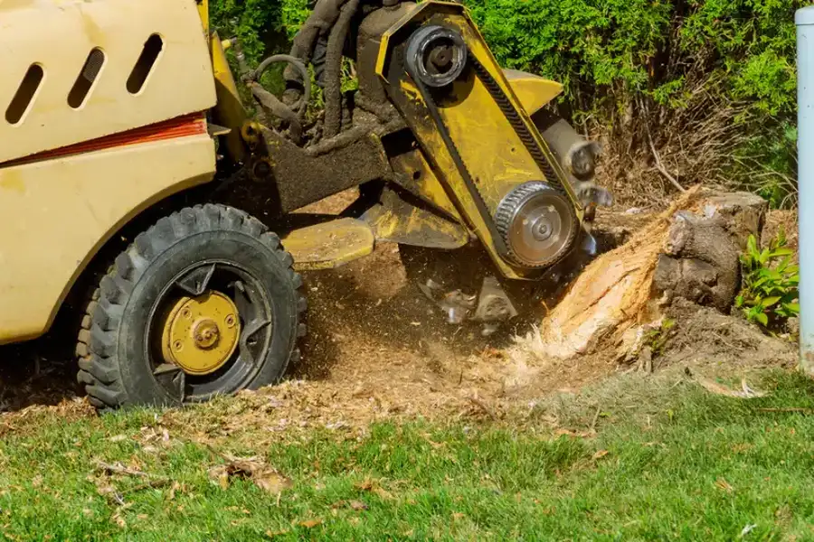 Why Stump Grinding Prevents Pest Infestations Around Your Home in St Pauls, NC