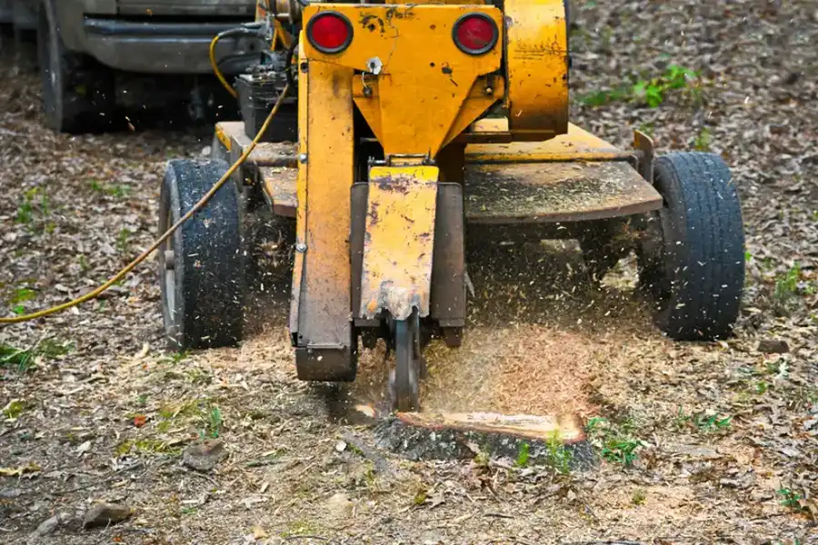 Why Stump Grinding Prevents Pest Infestations Around Your Home in St Pauls, NC